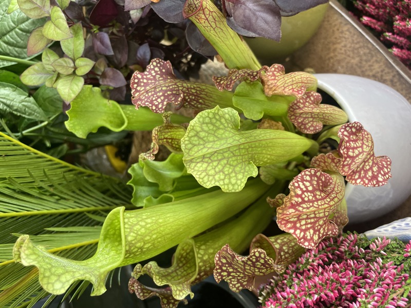 Plant shopping